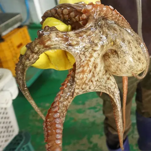 통영 자연산 돌문어1kg (2~4미내외) 당일조업 제수용한마리