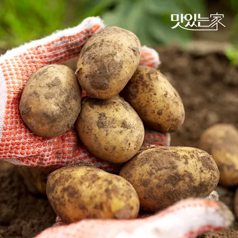 포슬포슬 맛좋은 국내산 26년 햇감자 3kg-10kg 크기별