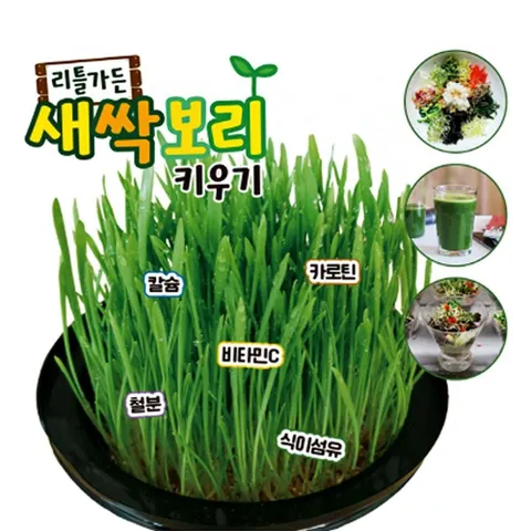식집사 초등학교새싹보리키우기 발아육 새싹보리키트 우수한 국내새싹보리 국내산