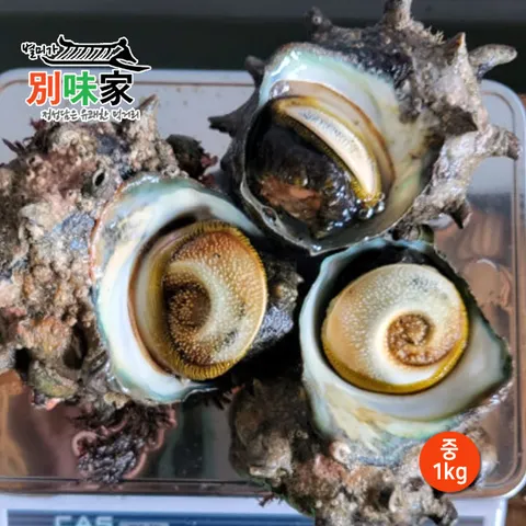 [별미가] 하얀돌 해녀가 직접 채취한 자연산 통영 뿔소라 중 1kg(9-10미)
