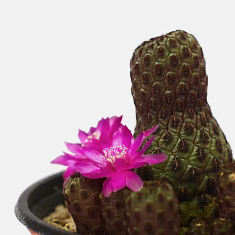 마이플랜트 레드흑려환 소형 바위솔 와송 멍게 선인장 다육이 미니다육