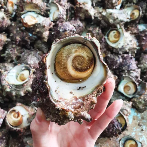 통영 해녀채취 제철 자연산 뿔소라 1kg(5~10미)