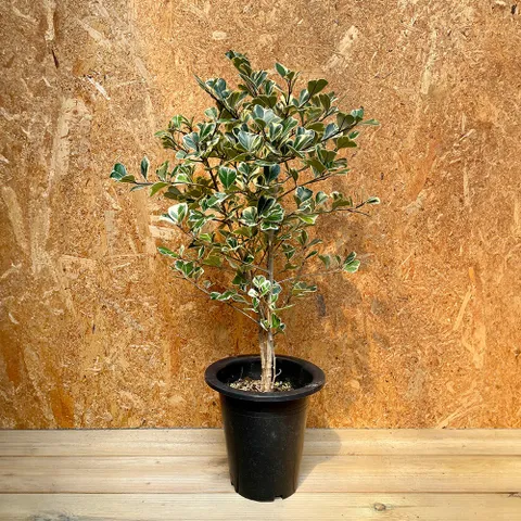 하트벤자민 중대형 공기정화식물 고무나무 개업화분 식물인테리어