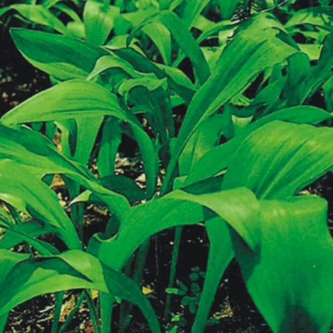 명이 산마늘 씨 산채 나물 씨앗 품종 종자 50립 야채류 나물류 산마늘종자 씨앗판매 종묘사