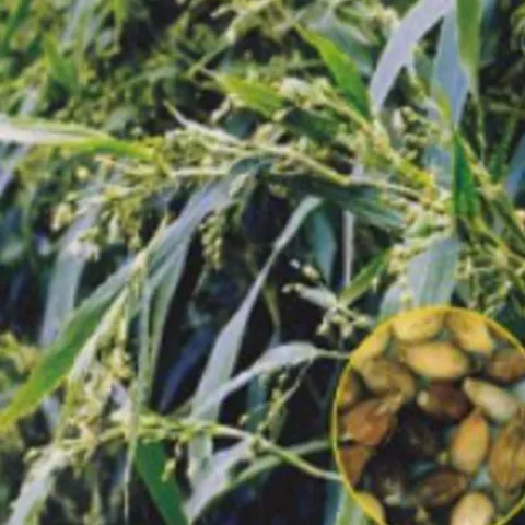 의이인 율무 재래종 종자 품종 씨 씨앗 대포장 400g 종자판매 초본식물 벼과 차류 약용식물