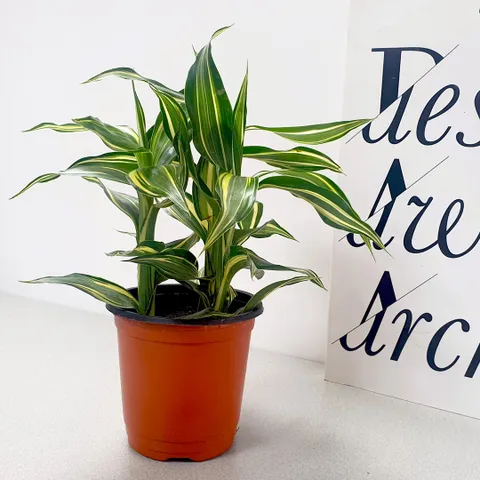 마이플랜트 산데리아나 빅토리아 소형 관엽식물 실내공기정화 인테리어 식물