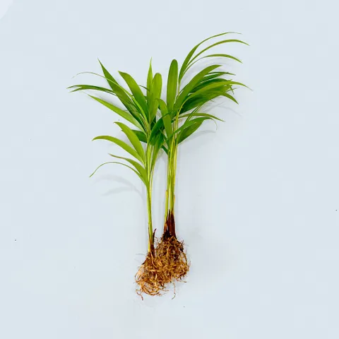 마이플랜트 아레카야자 세척 모종 소형 수경재배식물 키우기쉬운 인테리어 공기정화식물