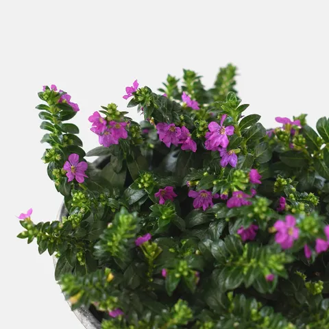 마이플랜트 후페야 소형 꽃모종 야생화 사계절 꽃피는 식물 다년초 실내화초