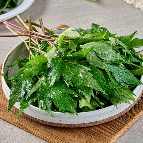 국내산 잎당귀잎 생당귀 쌈채소 500g 1kg 2kg