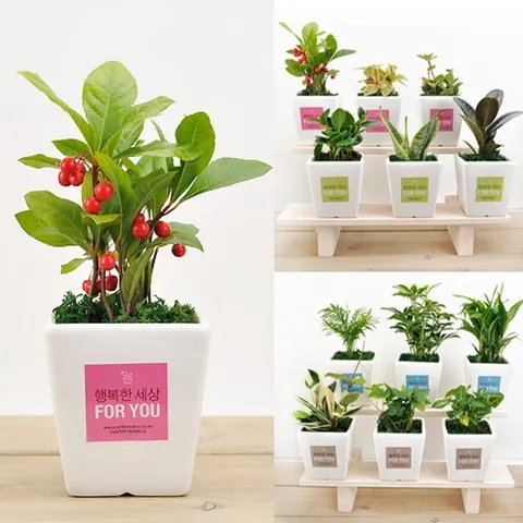 [행복한세상]공기정화식물 라벨사각화이트화분