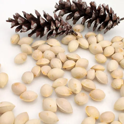 [산지직송]한두진님의 고소한 햇 피은행 1kg