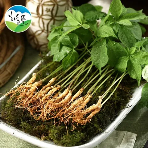 [하늘뜰] 잎 줄기 뿌리를 통째로 광양 새싹삼 모음전