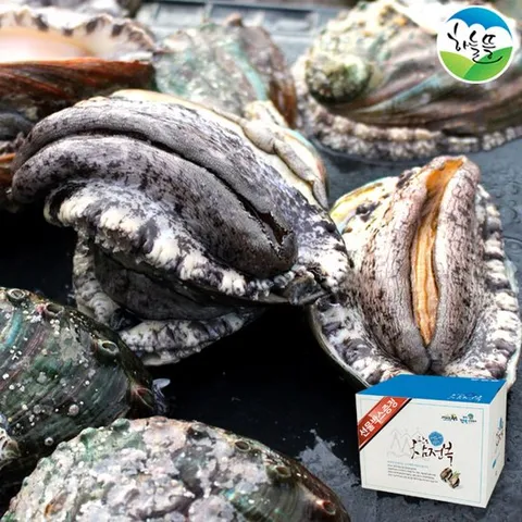 완도 참 전복 1kg 선물세트