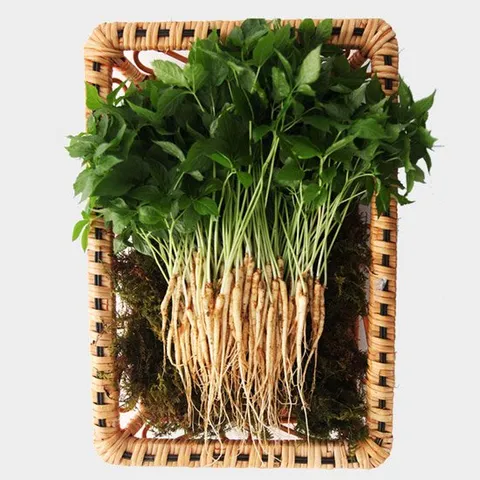 [생산자/산지직송] 이선호 생산자의 새싹삼