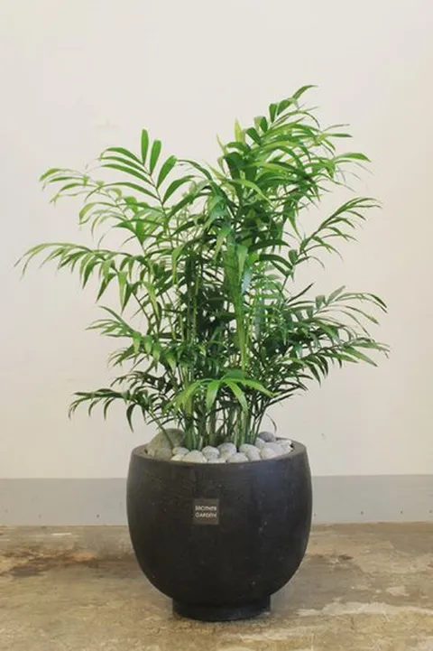 [거실에좋은식물/화초배달]테이블야자