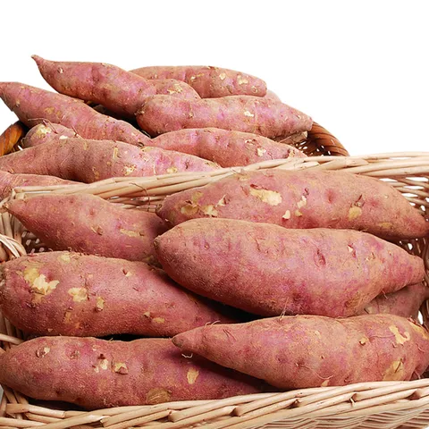 해남 꿀 고구마_10kg한입_개당 50g미만