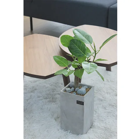 [인테리어화분/공기정화식물]상큼한 컬러의 활력이 느껴지는 뱅갈고무나무