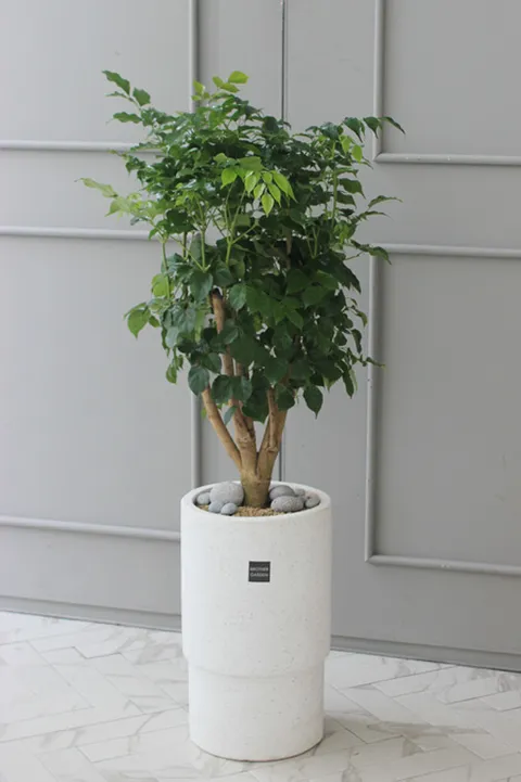 [거실에좋은식물/화초배달]녹보수