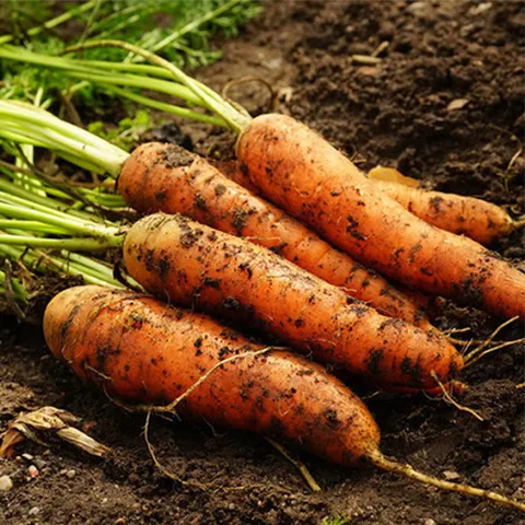 신선 흙당근 3kg/상품