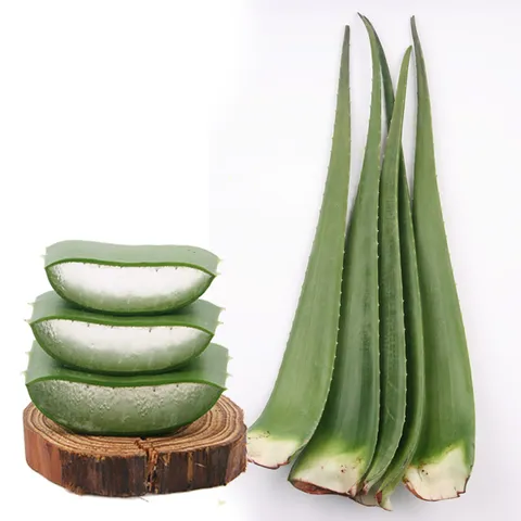 생 알로에 베라 10kg