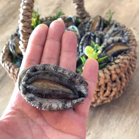 해신수산 완도활전복 22-25미 1kg