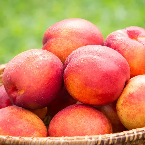 2025년 햇 천도복숭아 실중량 1kg 2kg 중대과 특대과