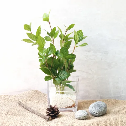 [플랜트스토리]공기정화식물 산호수 소형 수경재배 세트