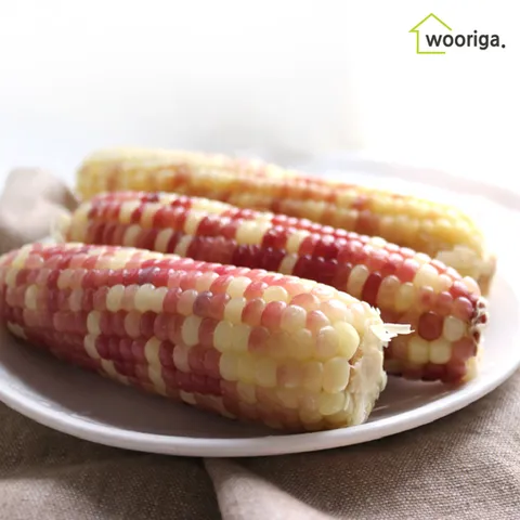 탱글탱글 홍찰 냉동 삶은 찰옥수수 20개 10~12cm 내외
