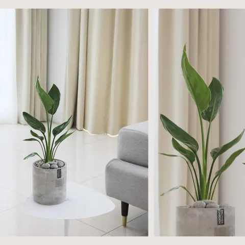 인테리어화분 원형화분 미니화분 극락조 녹보수 크루시아 스타팔손이