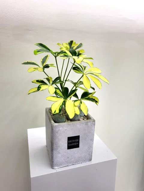 [화분선물/플랜테리어] 무늬홍콩야자