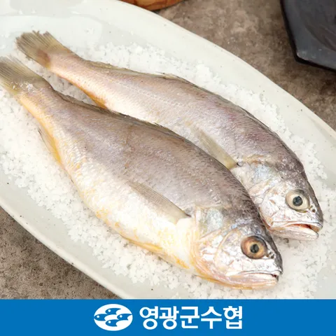 [1+1] 영광군수협 법성포 국내산 굴비 지퍼백포장 20마리x2세트(총 40마리) 모음전