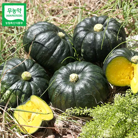 [산지직송] 함평 정대성님의 무농약 햇 미니단호박(밤호박) 2kg