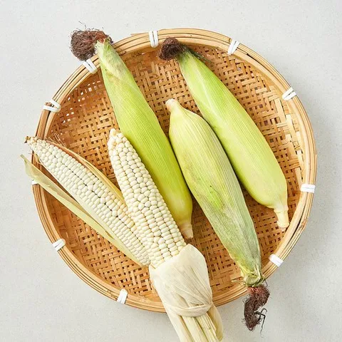 대학 찰옥수수