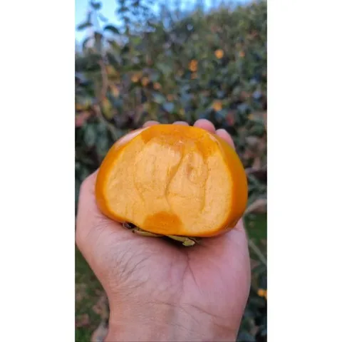 [대감농원 60년전통/농장직송] 초고당도! 당도보장! 가정용/선물용 부유 진영단감 (5kg 25~31과)(10Kg 53~57과), 1박스, 소(S) [5kg 36과 이상]