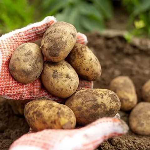 자연품애 [자연품애] 포근포근 햇감자 5kg 중, 기본상품, 1개