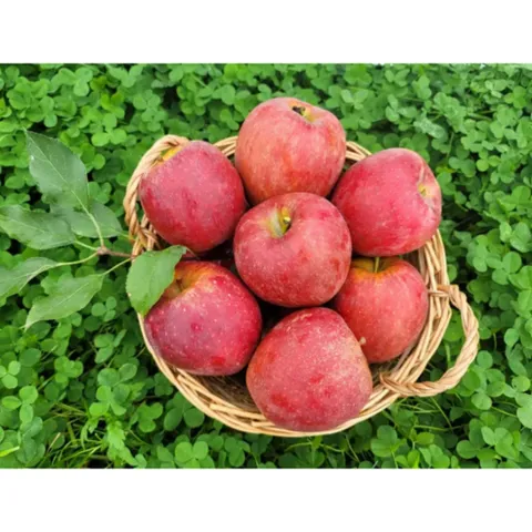 [문경사과축제] 한정판매 감홍사과, 1개, A급, 1kg, 중과(3~4개)