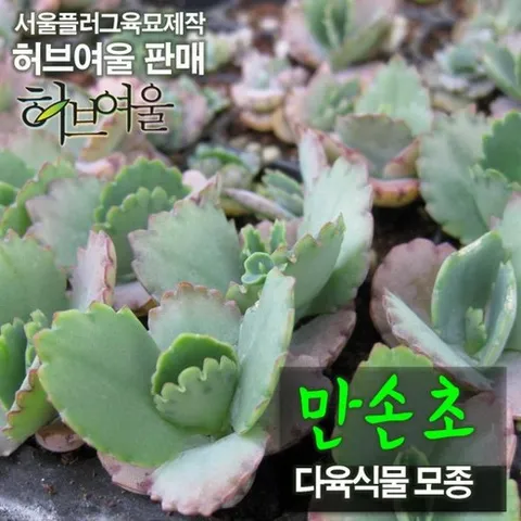 [모종] 만손초(클론번식/불사조)모종 5개 (서울육묘생산 판매 정품다육모종), 1개