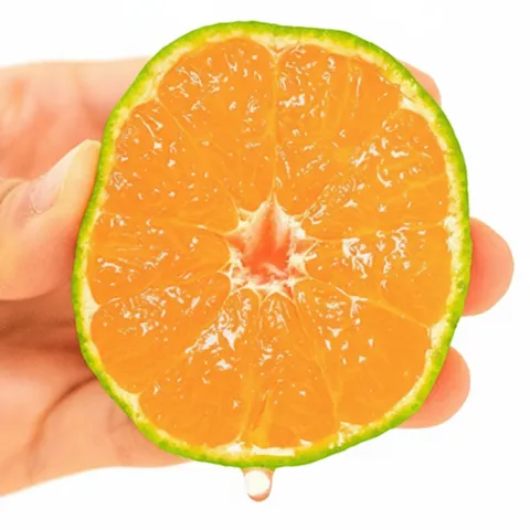 [재구매 1위] 천상의맛 제주 효돈 감귤 극조생 노지감귤, 1박스, 10kg (초특가) L~2L