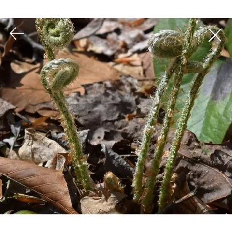 자연 야생 고비나물 햇 건 강원도 횡성 50g 100g, 건조, 50, 1개