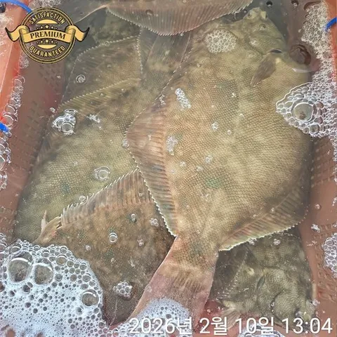 [품질 보장 자연산 활 도다리] 거제도 자연산 활 도다리 손질 도다리 쑥국 생물 배송, 1개, 정품 자연산 활 도다리 600g (생쑥포함)