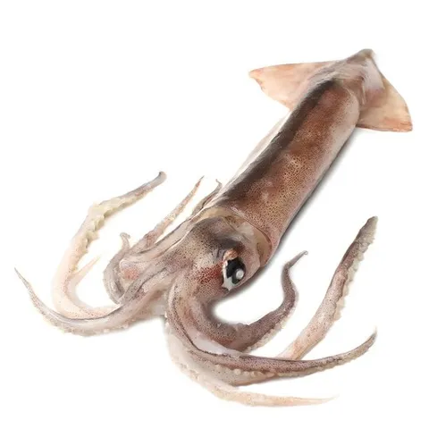 새우몰 원양산 선동오징어 1kg, 1개, 1kg (4-9미)