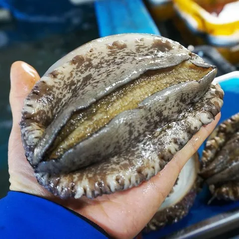 특특대 약전복 해녀가 채취한 자연산전복 선물 보신 귀한분께 (4미), 1개