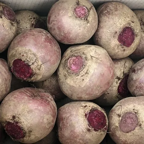 [국내산1등] 제주 햇 레드비트 비트, 1박스, 할인1-2kg