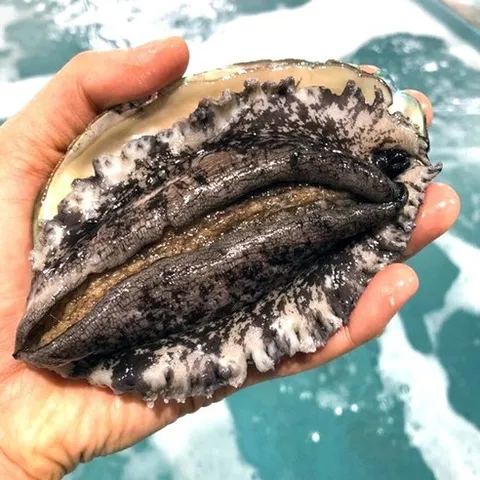 국내산 완도 전복 활전복 1kg 산소포장 세척솔 증정, 1개, 왕특대(8~9미)