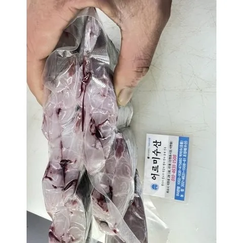 목포 먹갈치 생물 갈치, 1개, 중대 먹갈치 500g이상 (3마리) 손질 8토막