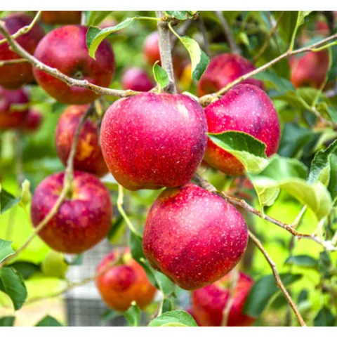 [100박스 한정판매]당도보장 경북감홍사과 15Brix, 1박스, 특품중과 1kg(4개 내외)