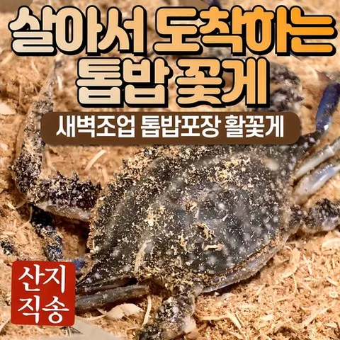 25년 가을 숫꽃게 암꽃게 활 생물 톱밥 꽃게, 1박스, 3kg