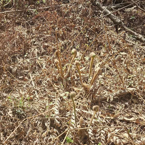 지리산 햇고비 산지직송 햇건고비 100g 건고비 고비 고비나물 말린고비 야생 봄나물 산나물 산야초 깨치미 깨초미 고비나물 깨치미나물, 1개