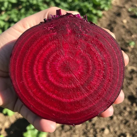 [초특가할인] 제주 레드비트 비트 햇 레드비트, 1개, 제주 비트 10kg