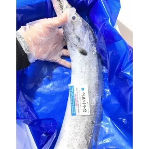 목포 먹갈치 특대 생물 갈치, 1개, 왕특대 먹갈치 1.2kg 1마리 비손질